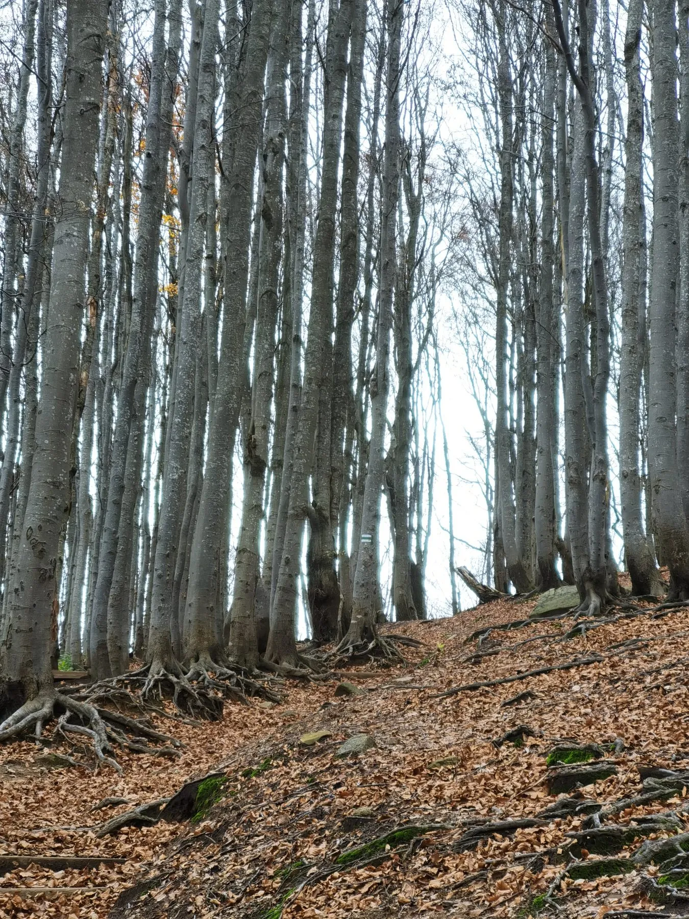 Las na podejściu na Małą Rawkę, listopad 2023