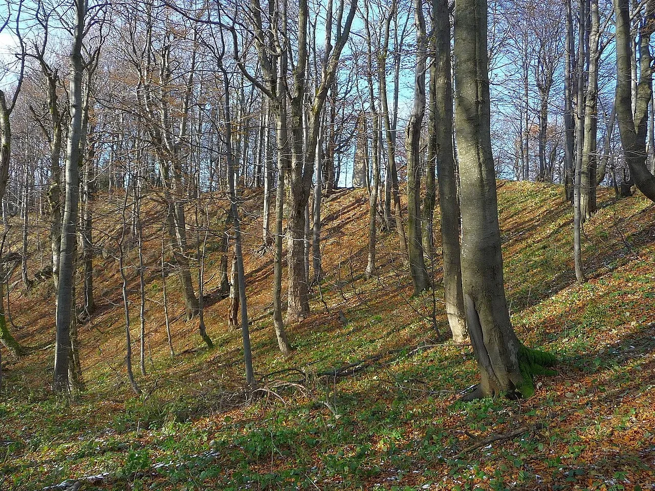 Las na wierzchołku Chryszczatej, październik 2010