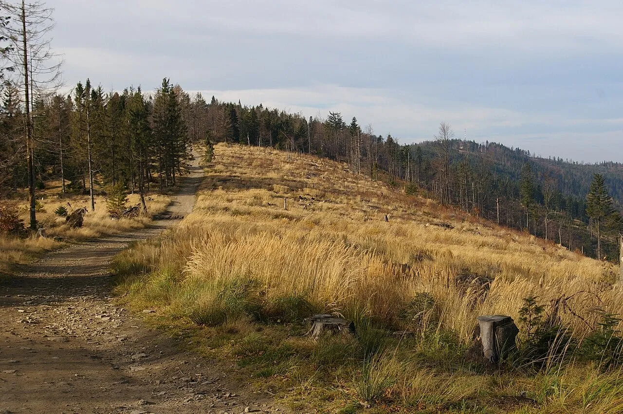 Droga grzbietem między Czuplem a Magurką Wilkowicką