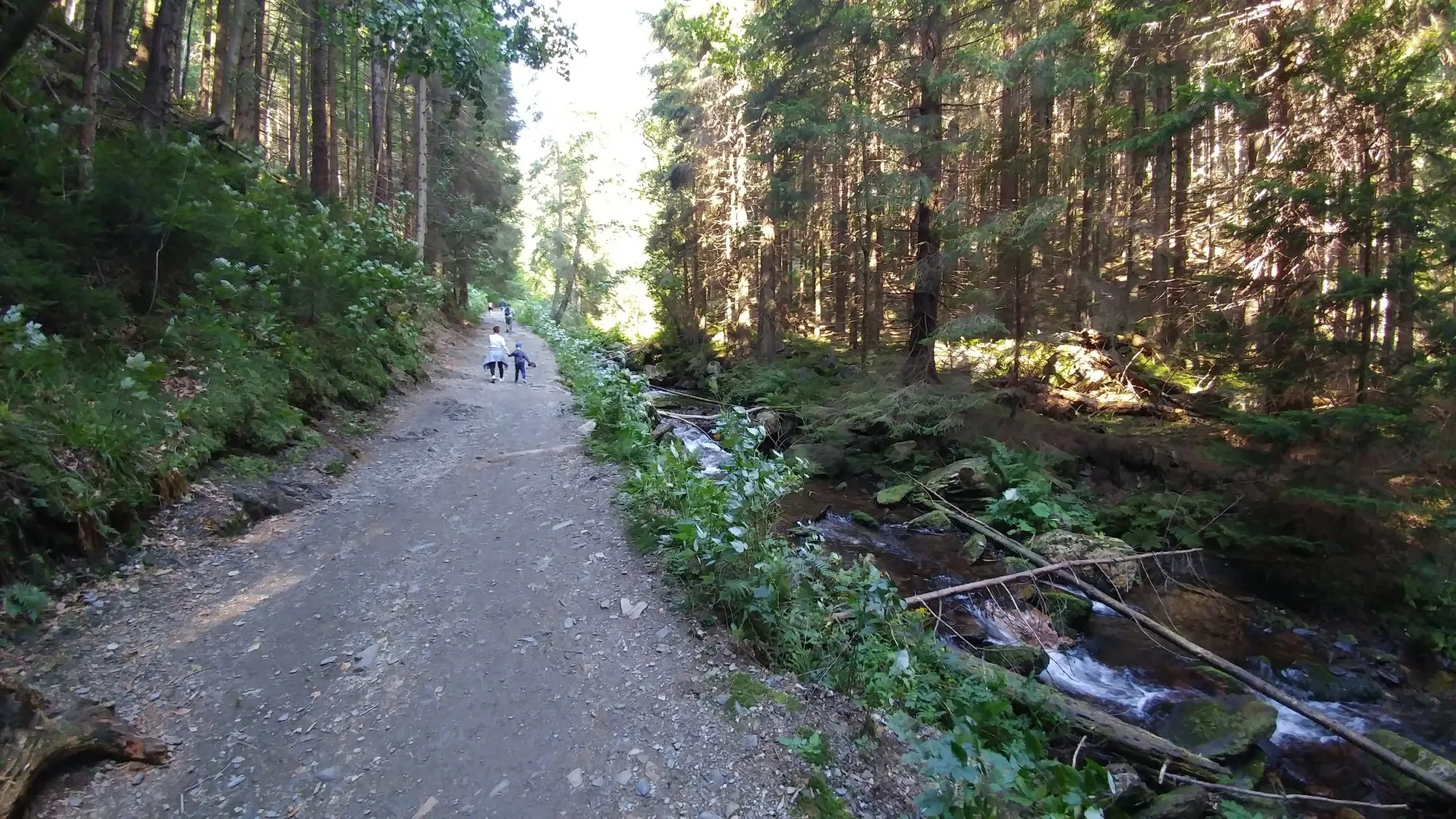 Droga wzdłuż Białej Opawy powyżej Karlovej Studánki, sierpień 2016