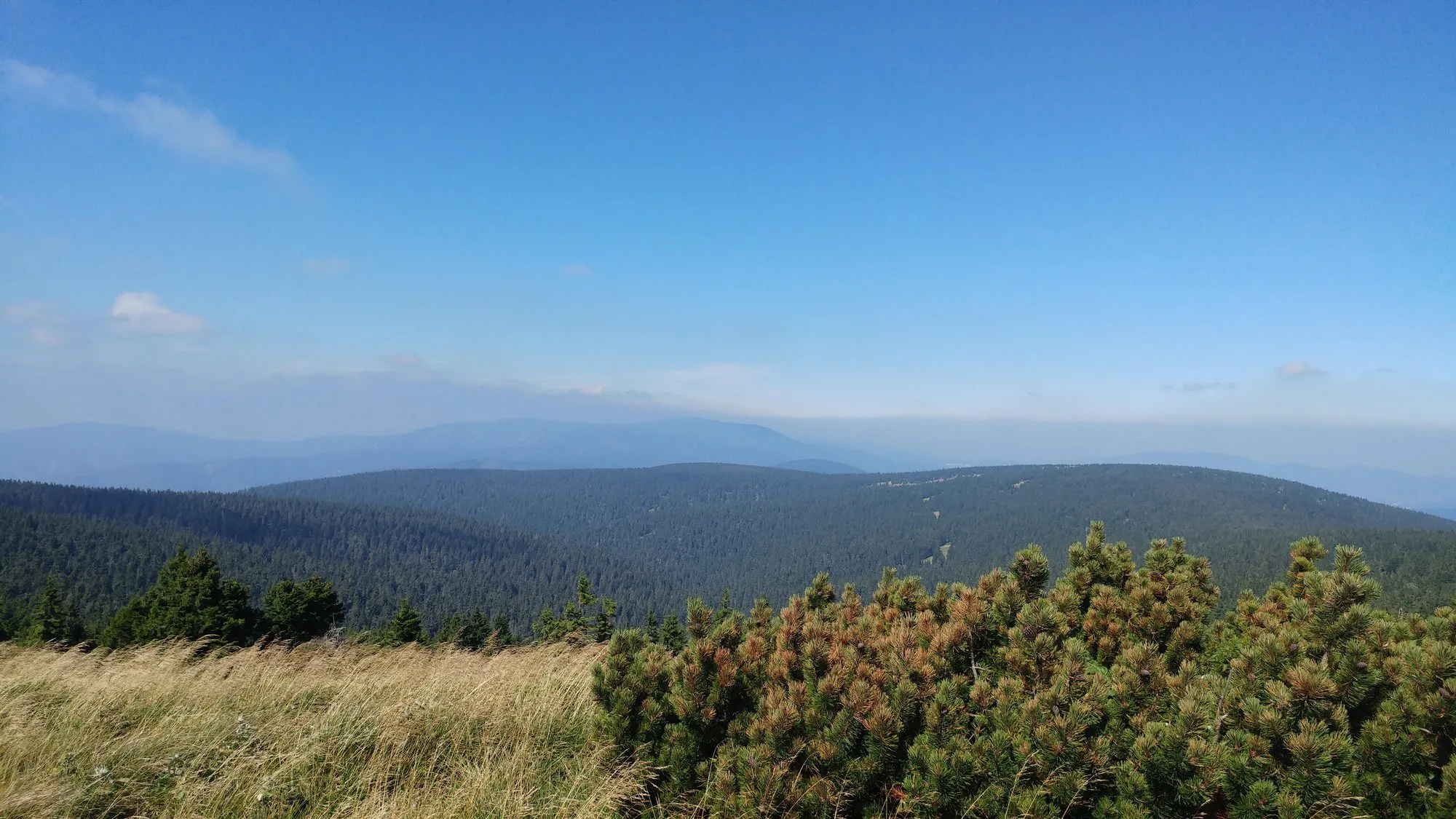 Kosodrzewina i trawy pod szczytem Pradziada