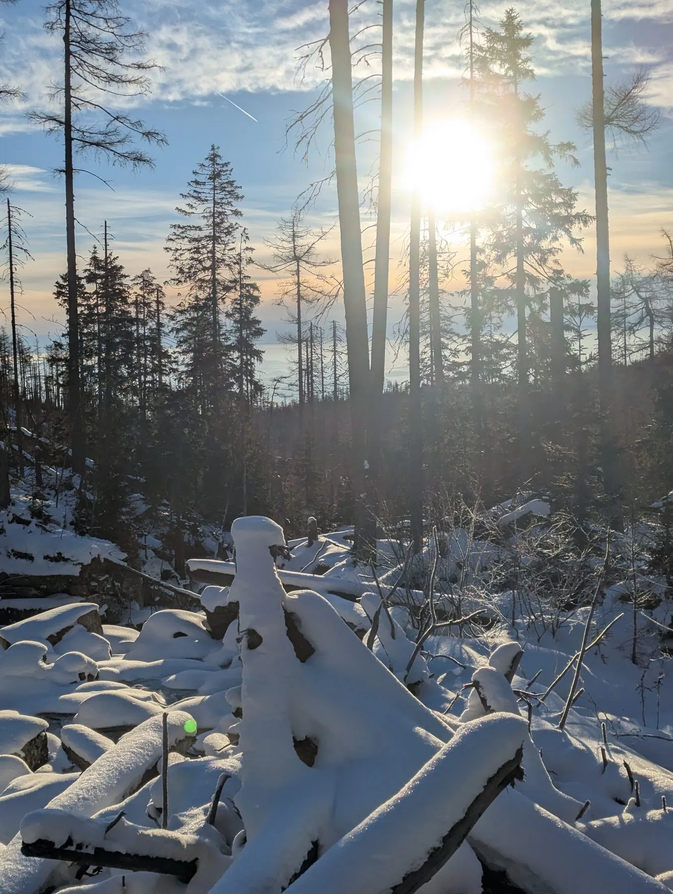 Powalone drzewa pod śniegiem nad potokiem