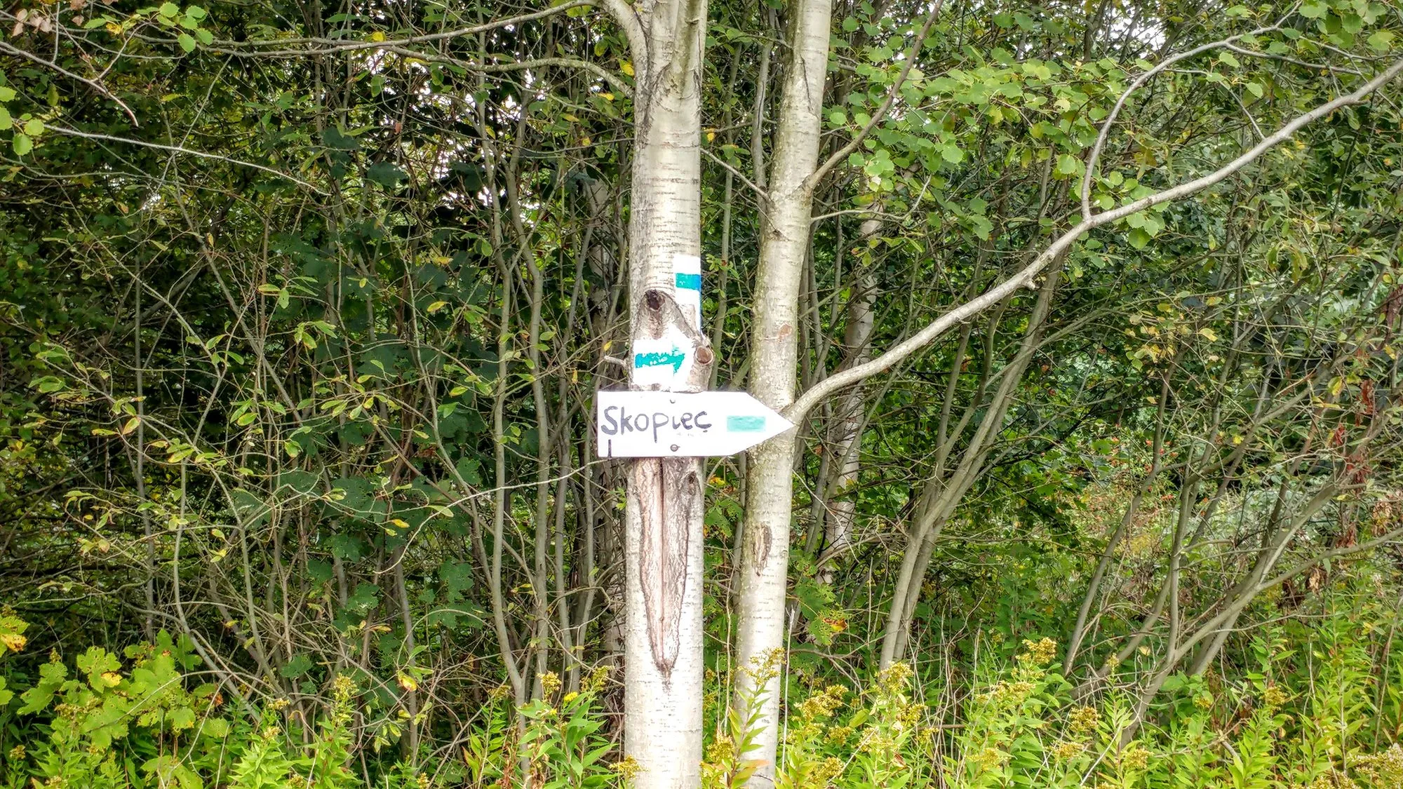 Strzałka z napisem „Skopiec” na brzozie