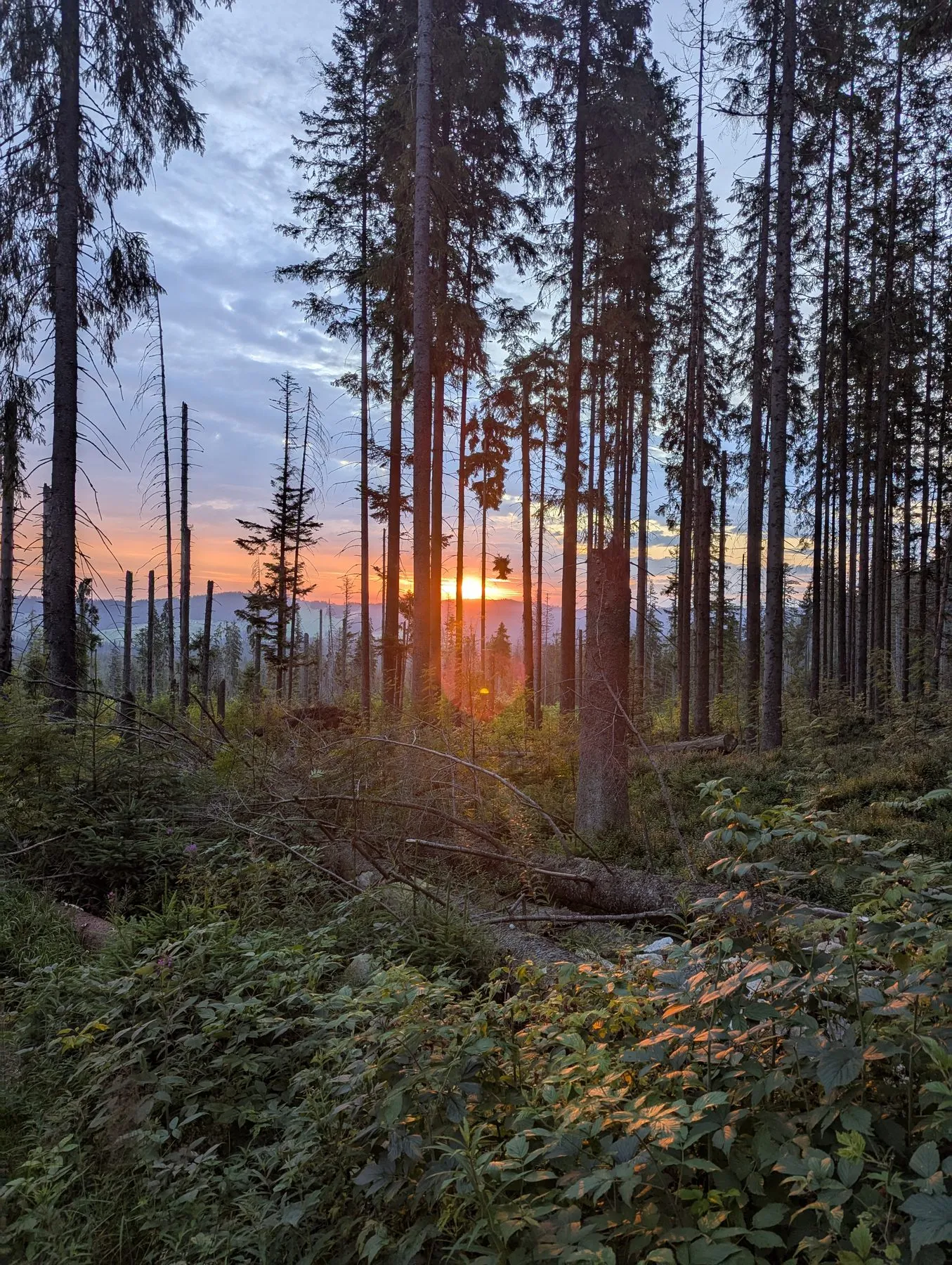 Wschód słońca w lesie na dojściu do Hali Gąsienicowej
