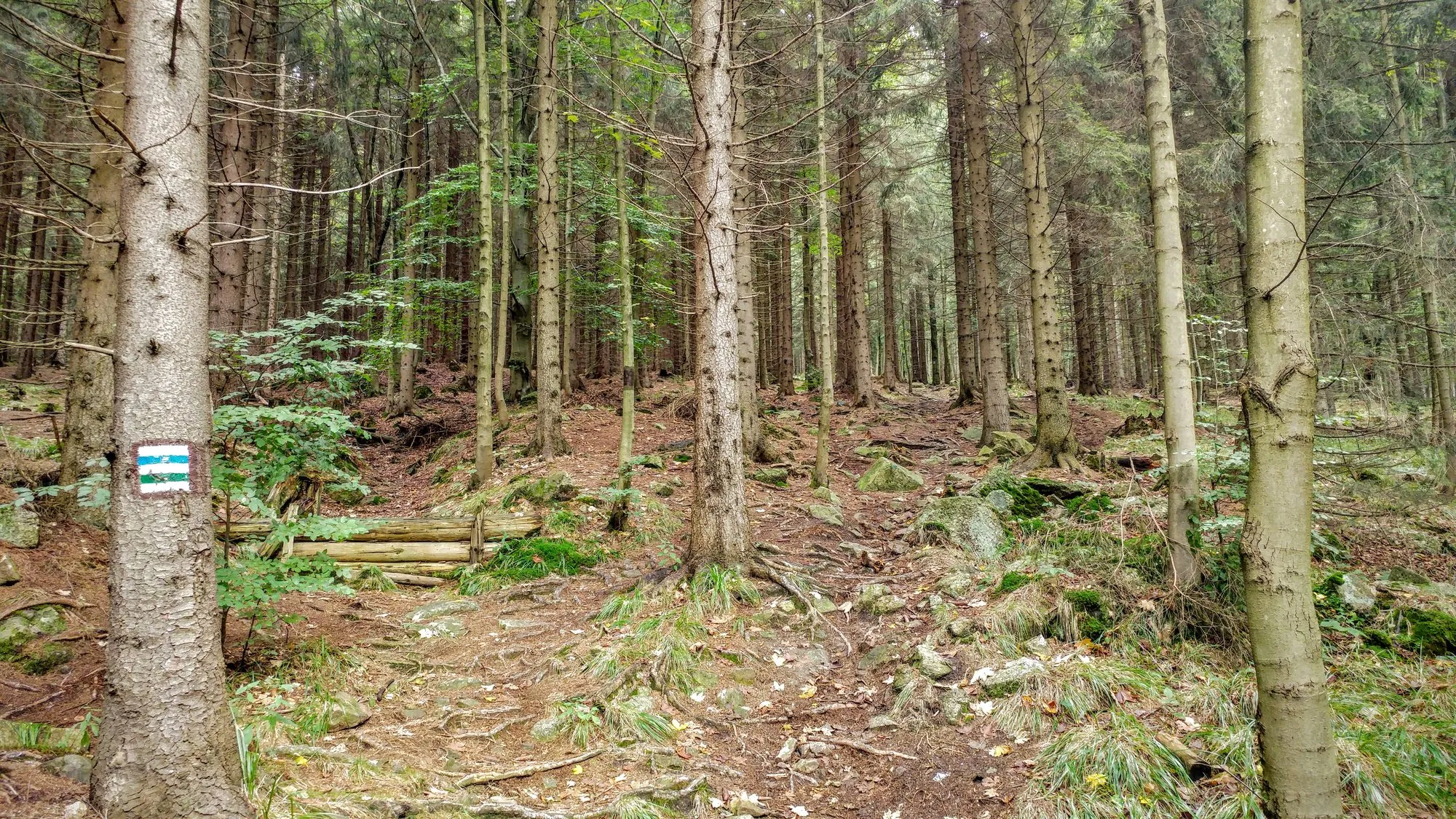 Znaki niebieskiego i zielonego szlaku na pniu świerka