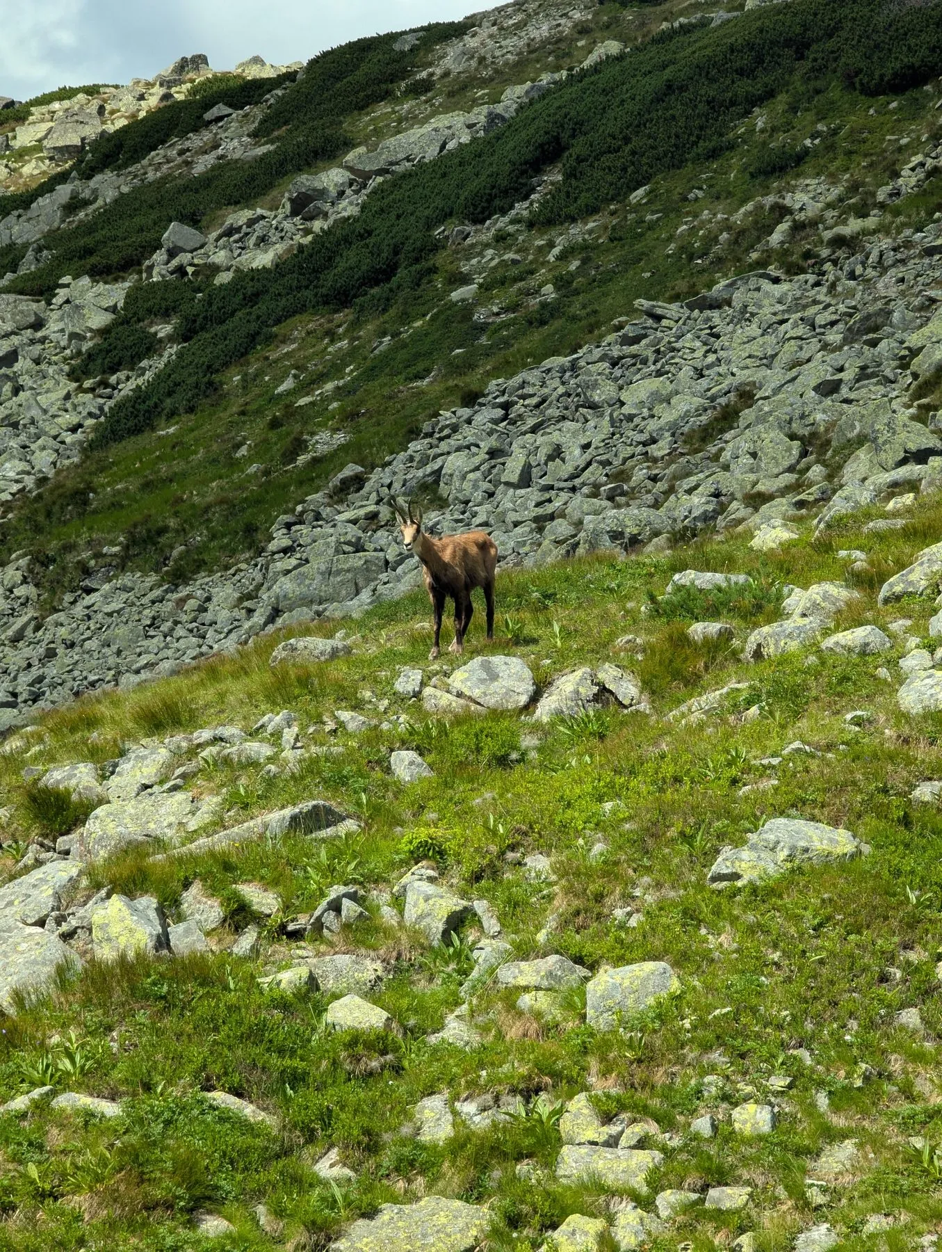 Kozica w Dolinie Pańszczycy, poniżej Krzyżnego