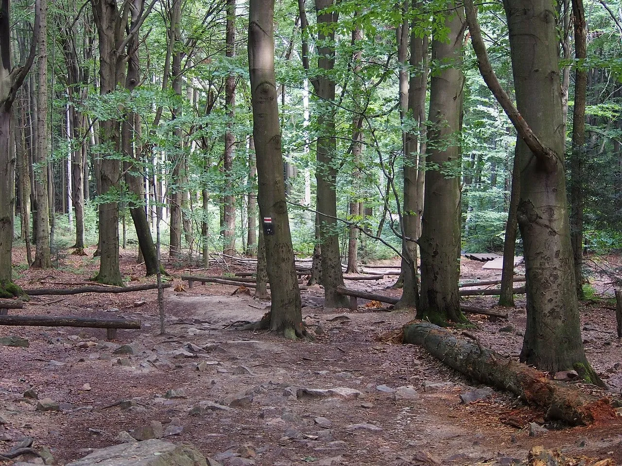 Las jodłowo-bukowy na Łysicy