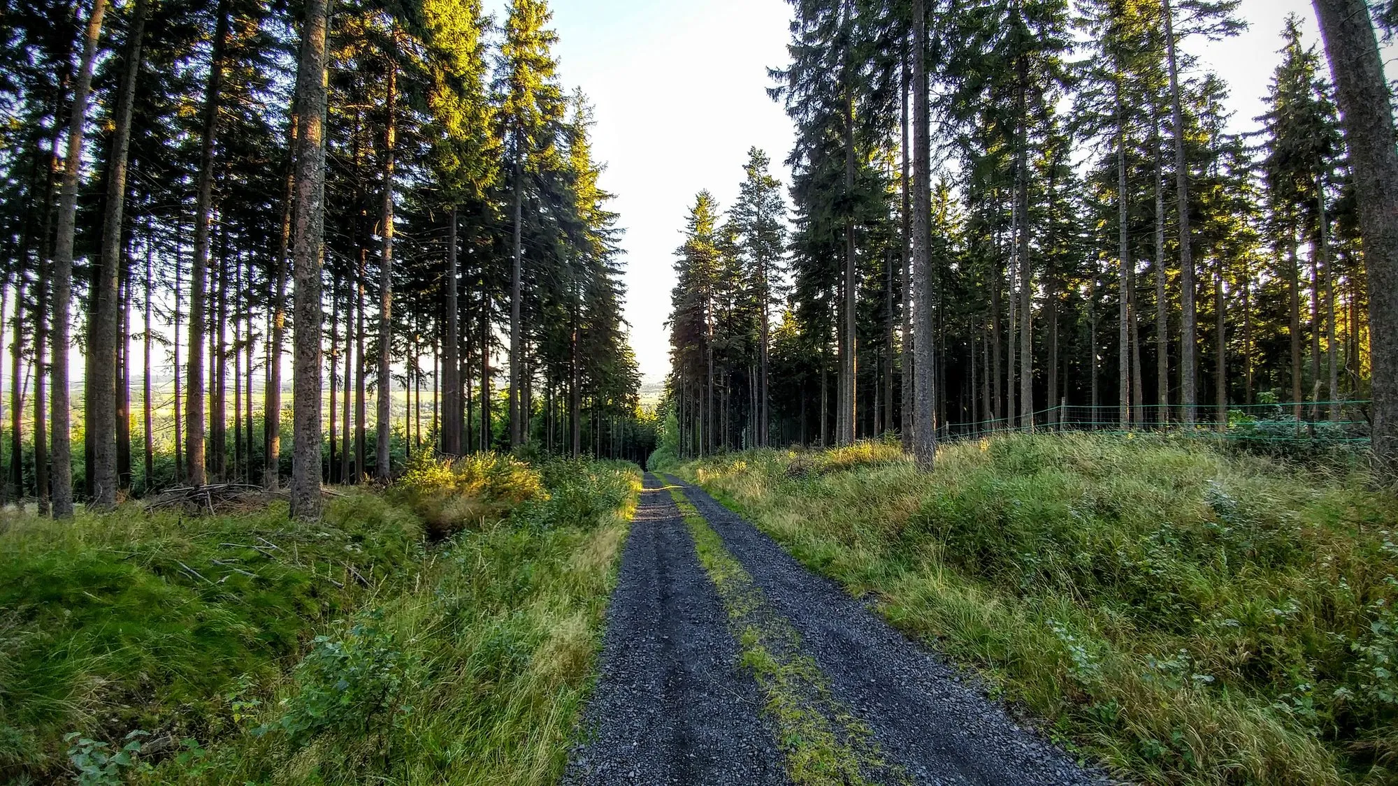 Leśna droga na początku trasy z Czerniawy-Zdroju, wrzesień 2016