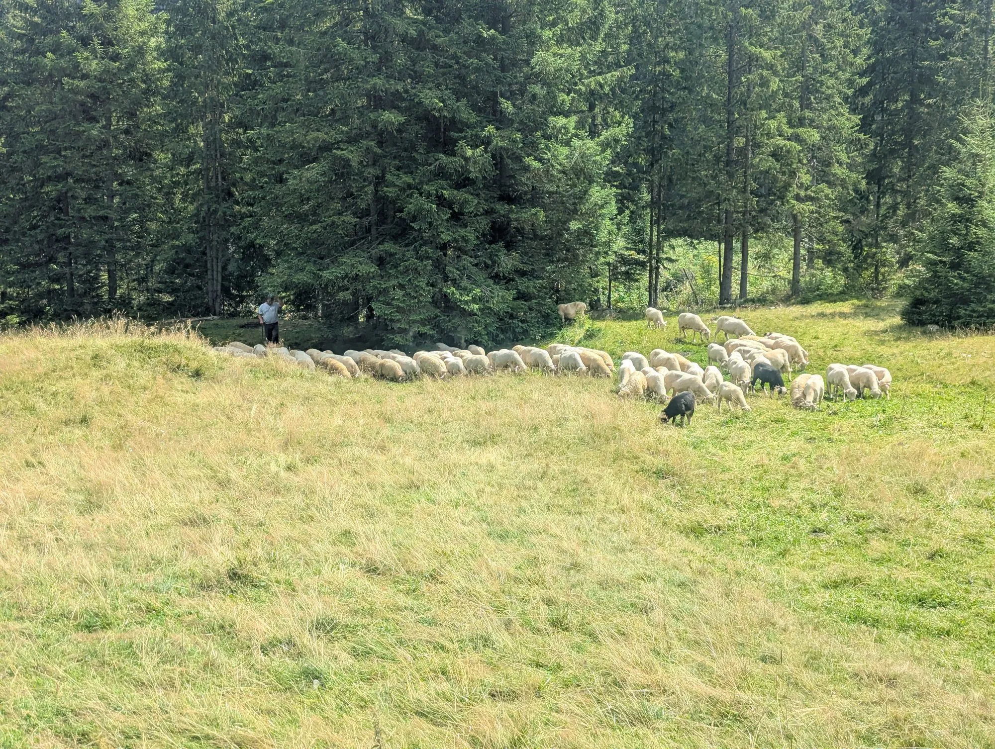 Kulturowy wypas owiec na Polanie Chochołowskiej, sierpień 2026