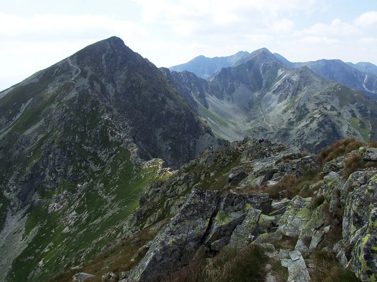 Rohacz Płaczliwy