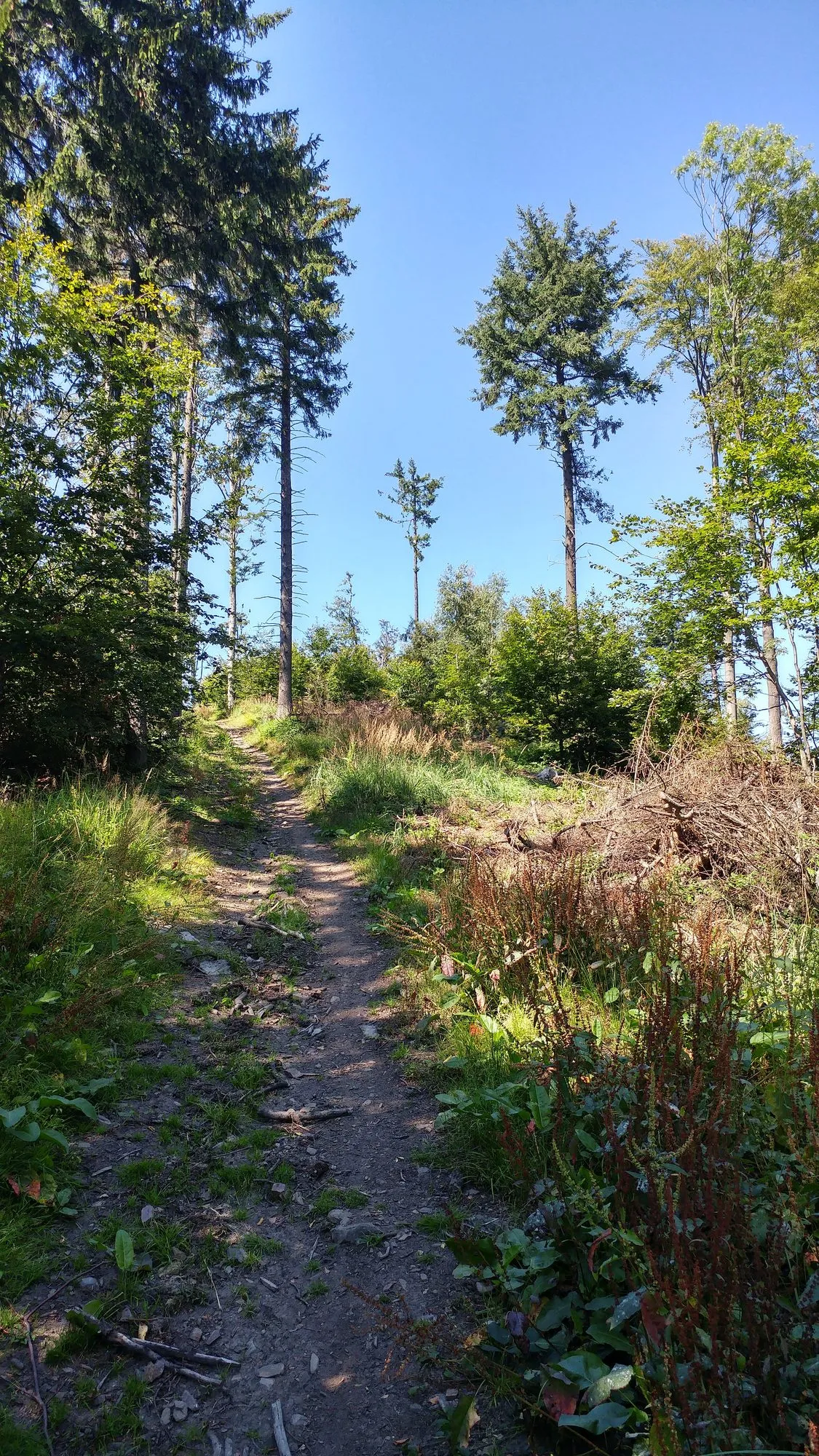 Ścieżka niebieskiego szlaku na grzbiecie, sierpień 2016