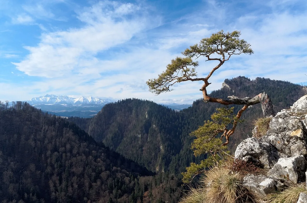 Sosna na Sokolicy, w tle Tatry
